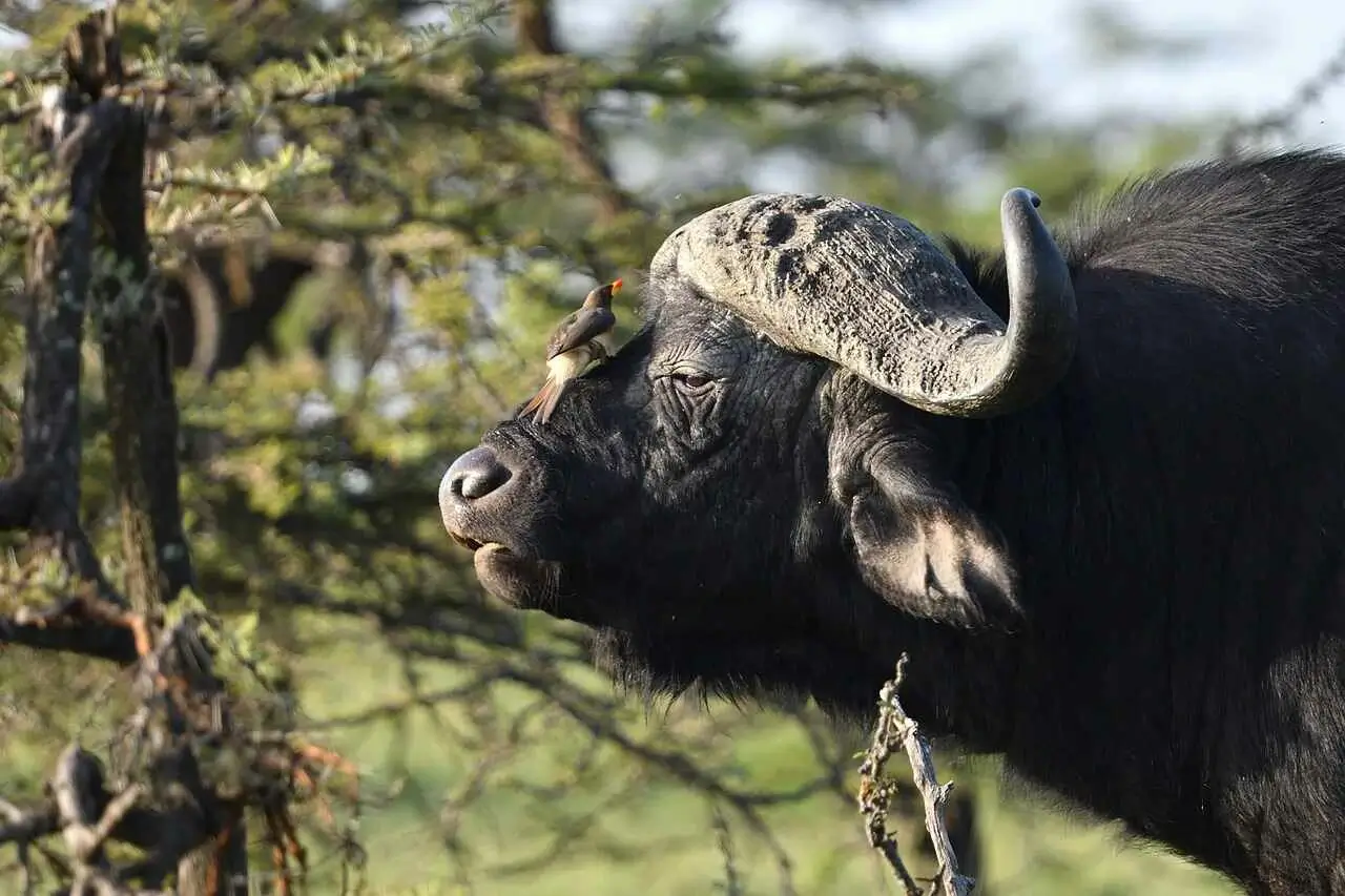 african bufalo at masai mara